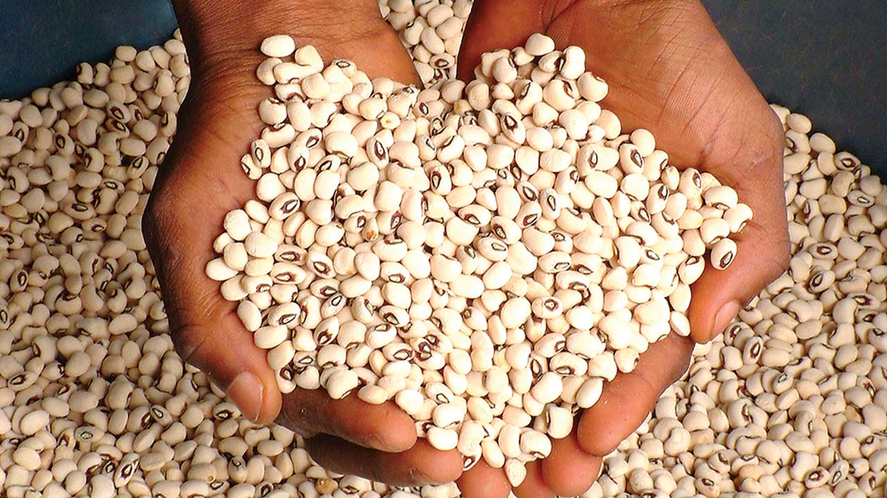 Olotu Beans ( White Beans)-small (5kg)