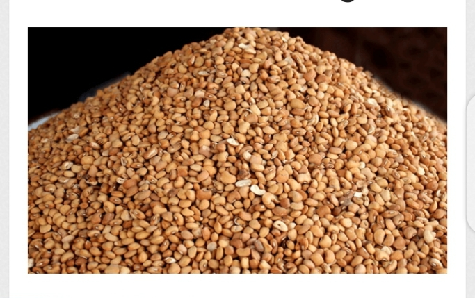 Drum Beans (Brown Beans) (5kg)